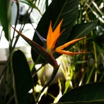 Strelitzia-reginae 2